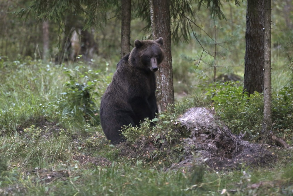 Finland's bear population grew by 15 per cent in 2015. Ints Kalnins/REUTERS