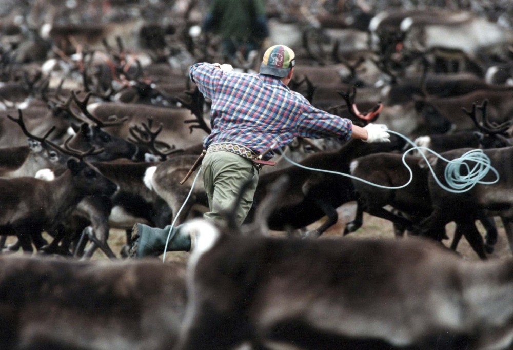 A Sami throws a lasso towards a herd of reindeer while corralling the animals in northern Sweden. REUTERS/FILE PHOTO