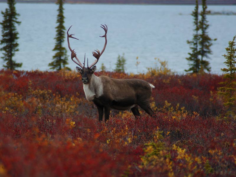 A caribou near Tsá Tué, courtesy of UNESCO