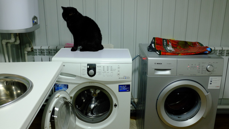 A cat in the luxurious washing facility next to the roadside cafe in Aldan, Yakutia, Russia. Photo by Mia Bennett