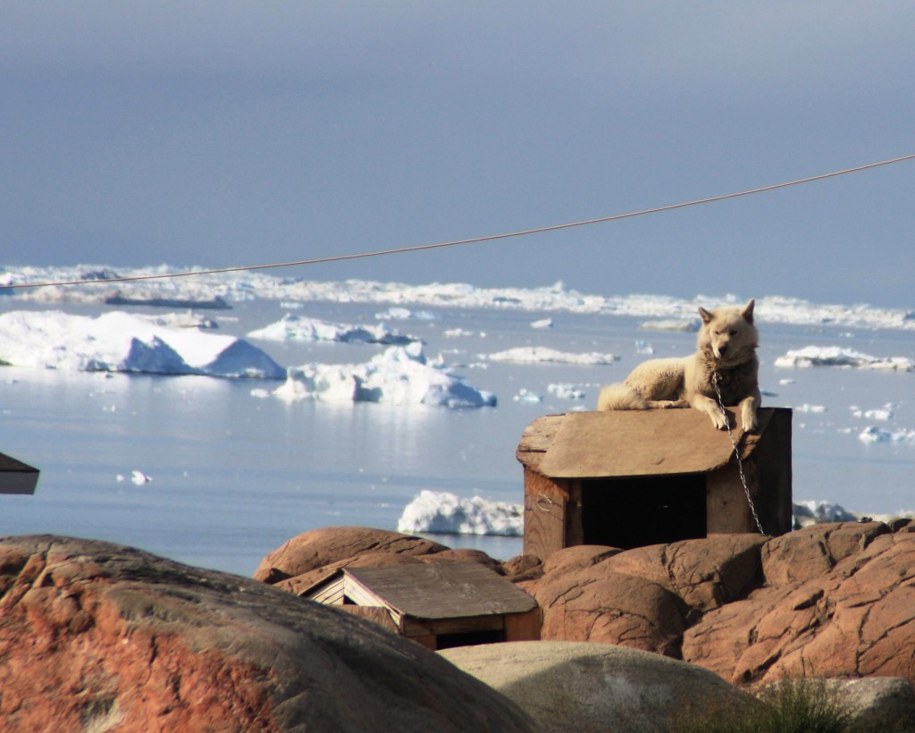 Longer enforced holidays for sled dogs? (Irene Quaile/Deutsche Welle)
