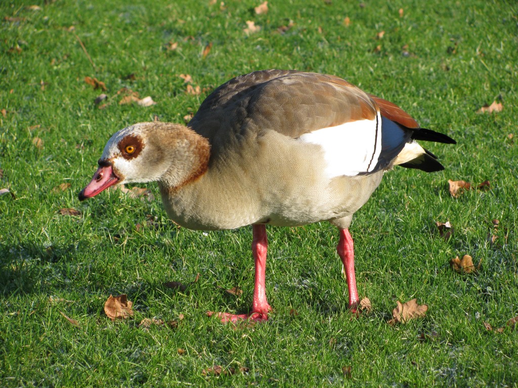 “It’s warm enough” – Egyptian goose close by the Bonn conference centre. (Irene Quaile/Deutsche Welle)
