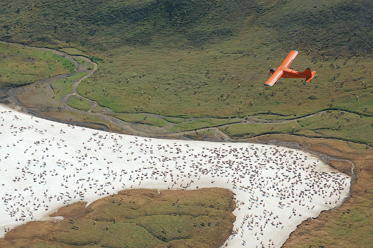 Aerial count of the Western Arctic Caribou herd, 2011. (Jim Dau / ADF&G)