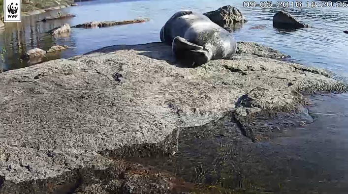 Seal suns itself on WWF webcam. (Screenshot)