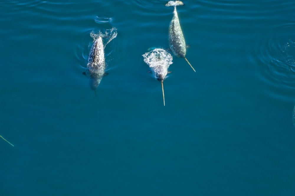 Lancaster Sound is home to 75 per cent of the world’s narwhal whales and the Canadian Arctic’s richest concentration of marine mammals. (Mario Cyr / Nature Conservancy of Canada)