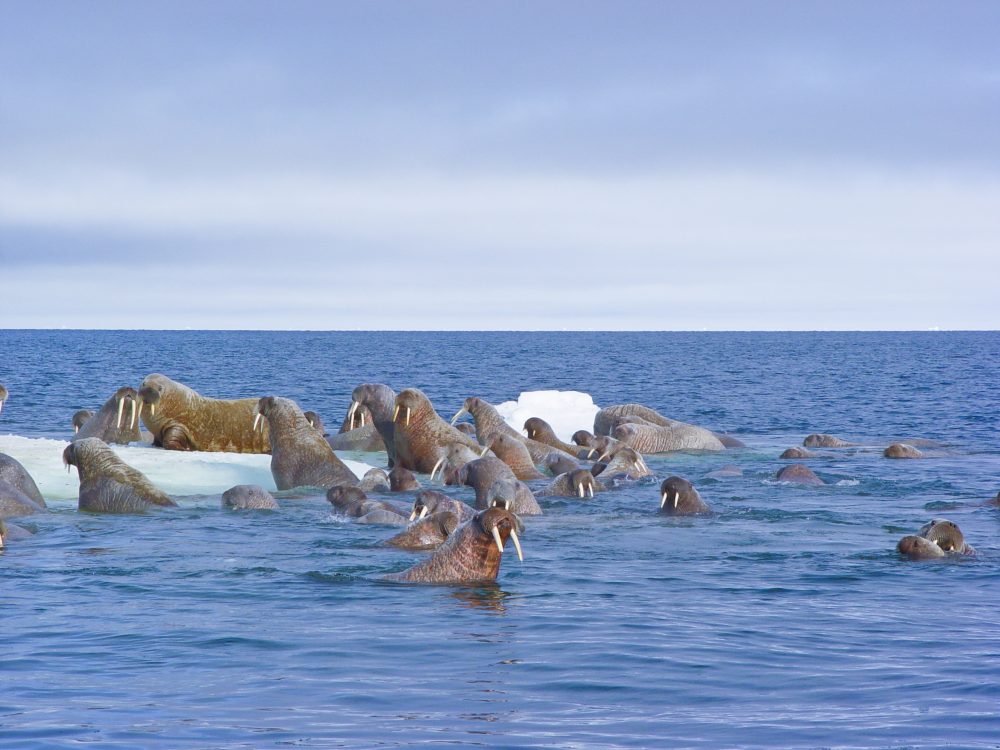 Lancaster Sound is vitally important for the indigenous Inuit population, which has used it as prime hunting and fishing ground for millennia. (Photo: Mario Cyr)