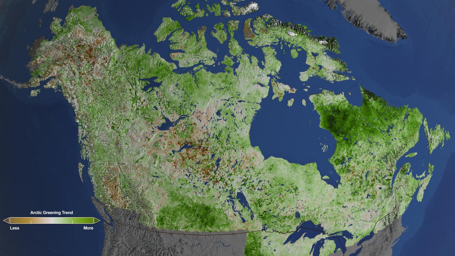 Using 29 years of data from Landsat satellites, researchers at NASA have found extensive greening in the vegetation across Alaska and Canada. Rapidly increasing temperatures in the Arctic have led to longer growing seasons and changing soils for the plants. Scientists have observed grassy tundras changing to scrublands, and shrub growing bigger and denser. From 1984–2012, extensive greening has occurred in the tundra of Western Alaska, the northern coast of Canada, and the tundra of Quebec and Labrador. (Cindy Starr / NASA's Goddard Space Flight Center)