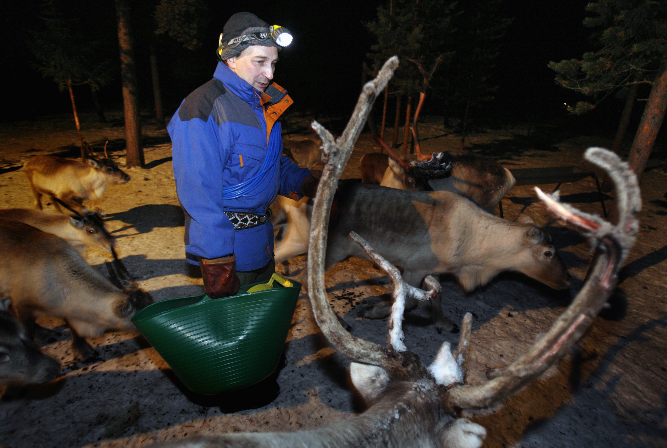 Nils Torbjorn Nutti, a Sami reindeer herder, feeds his herd in Jukkasjarvi, Sweden December 24, 2006. (Bob Strong / REUTERS)