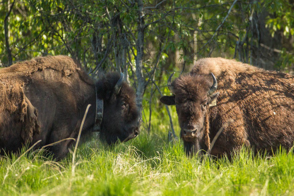 Wood bison on the edge of a sedge meadow in the Innoko River area on May 27, 2016. (Loren Holmes / Alaska Dispatch News)