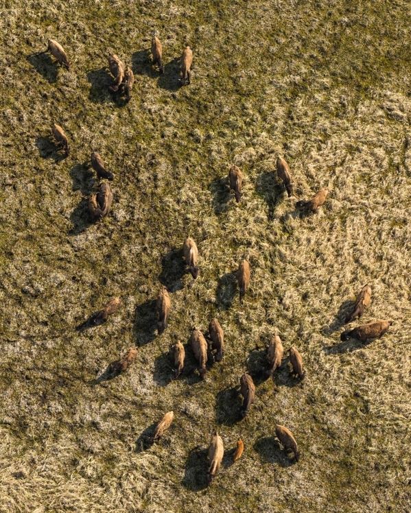 A group of wood bison in a sedge meadow in the Innoko River area on May 26 (Loren Holmes / Alaska Dispatch News)