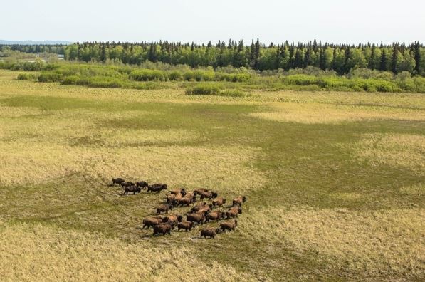 A wood bison herd in a sedge meadow in the Innoko River area on May 26 (Loren Holmes / Alaska Dispatch News)