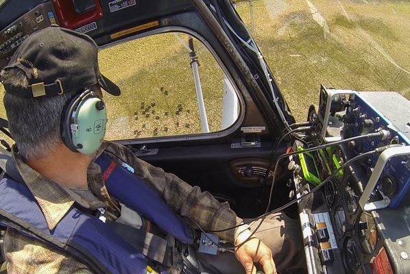 Alaska Department of Fish & Game biologist Tom Seaton observes a group of wood bison from his floatplane in the Innoko River area on May 26. (Loren Holmes / Alaska Dispatch News)