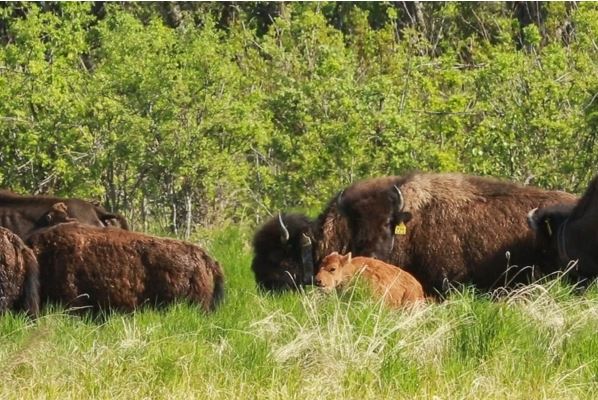 A Wood bison calf forages in a sedge meadow in the Innoko River area on May 26, 2016. (Loren Holmes / Alaska Dispatch News)