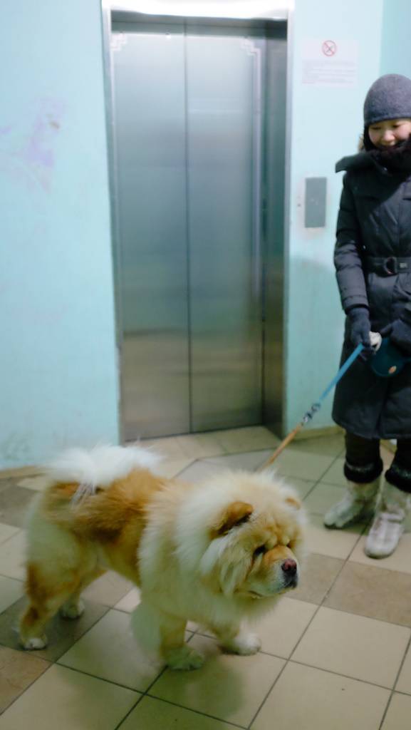 yakutsk-chow-chow