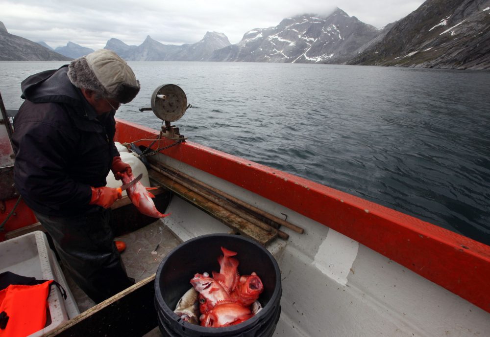 In this July 26, 2011 photo, an Inuit fisherman catches redfish along a fjord leading away from the edge of the Greenland ice sheet near Nuuk, Greenland. (Brennan Linsley/AP Photo)