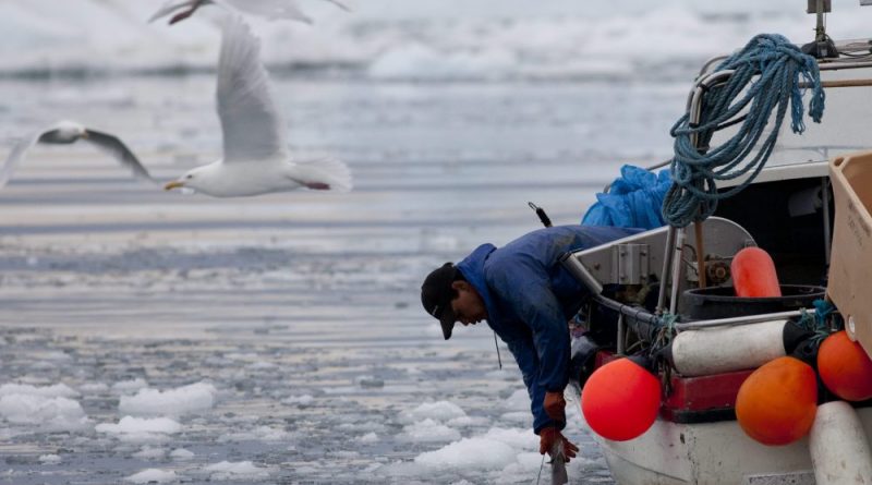 In this July 18, 2011 photo, an Inuit fisherman pulls in a fish on a sea filled with floating ice left over from broken-up icebergs shed from the Greenland ice sheet in Ilulissat, Greenland. (Brennan Linsley/AP Photo)