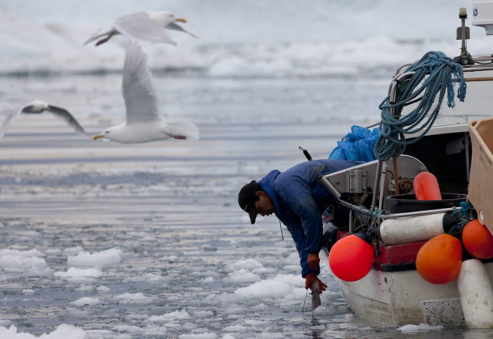 In this July 18, 2011 photo, an Inuit fisherman pulls in a fish on a sea filled with floating ice left over from broken-up icebergs shed from the Greenland ice sheet in Ilulissat, Greenland. (Brennan Linsley/AP Photo)