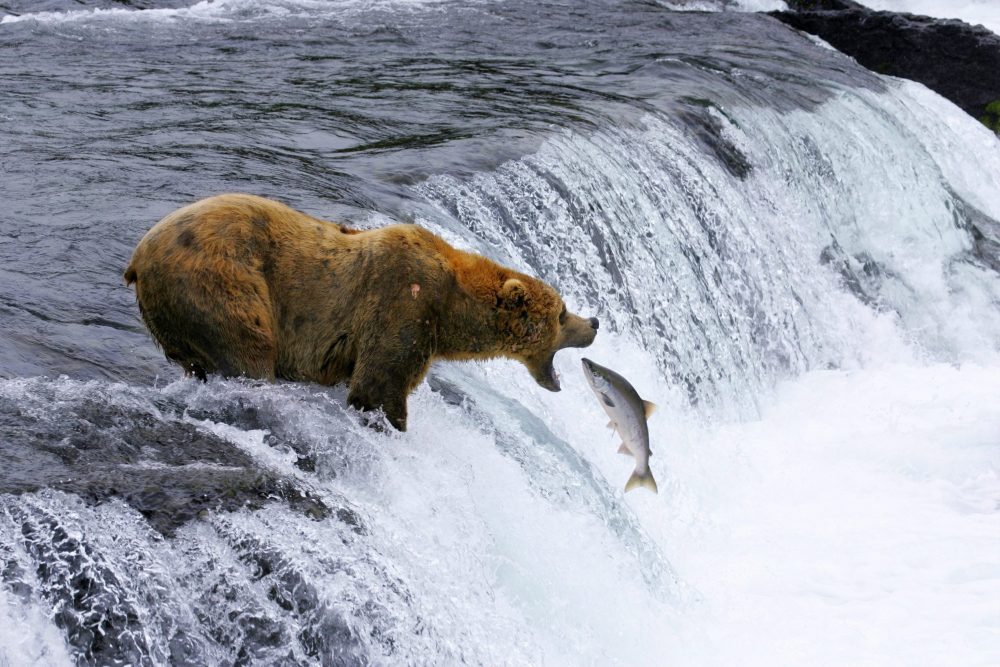 This undated image provided by MacGillivray Freeman Films shows a brown bear catching salmon in Katmai National Park and Preserve in Alaska, shot in slow motion with a telephoto lens. (Brad Ohlund/MacGillivray Freeman Films/VisittheUSA.com via AP)