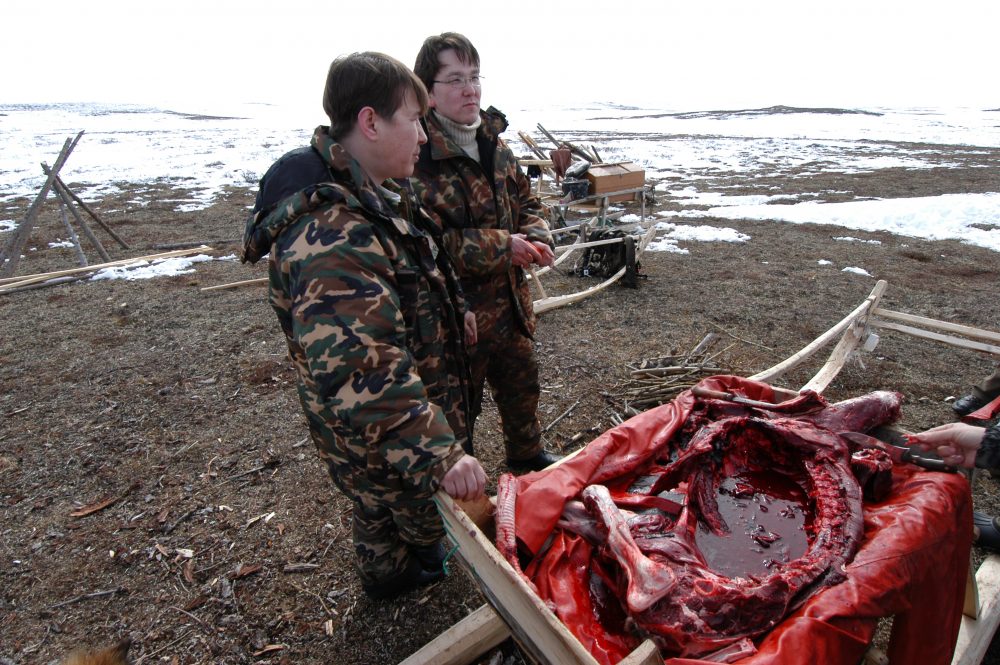 Slaughter time on the Nenets tundra. (Thomas Nilsen)