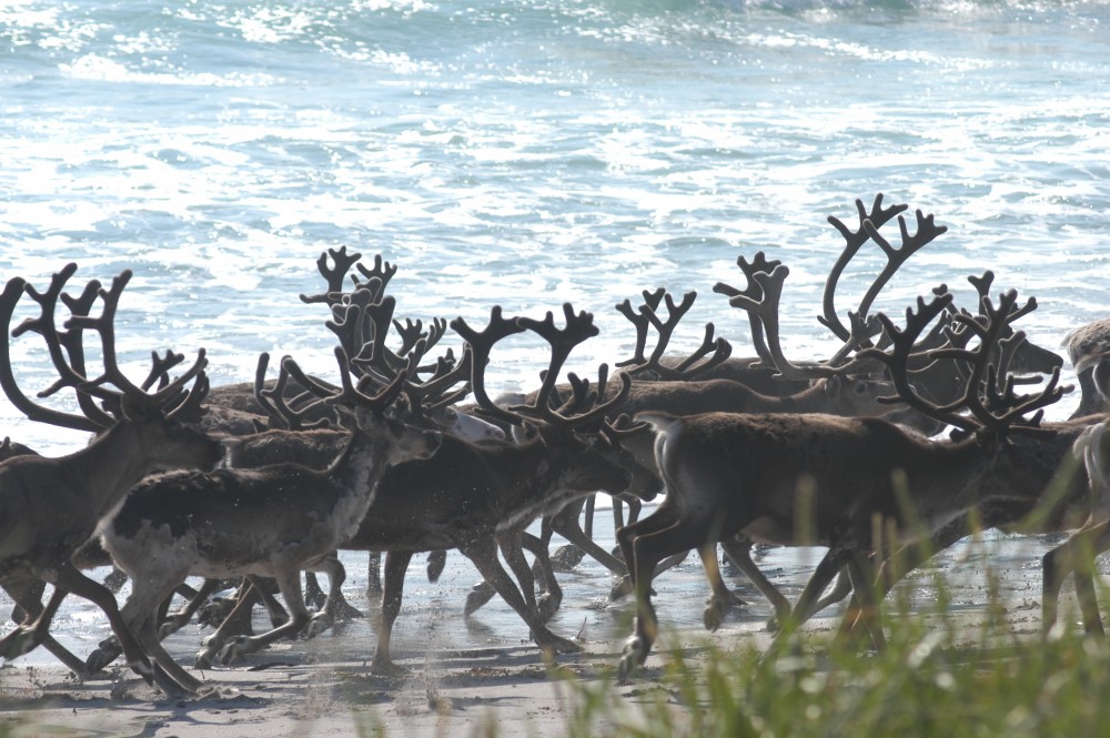 Reindeer populations grow significantly in Russia, while they shrink in Norway. Photo: Thomas Nilsen
