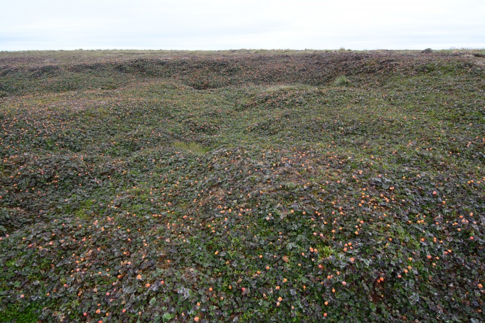 Cloudberries. (Thomas Nilsen/The Independent Barents Observer)