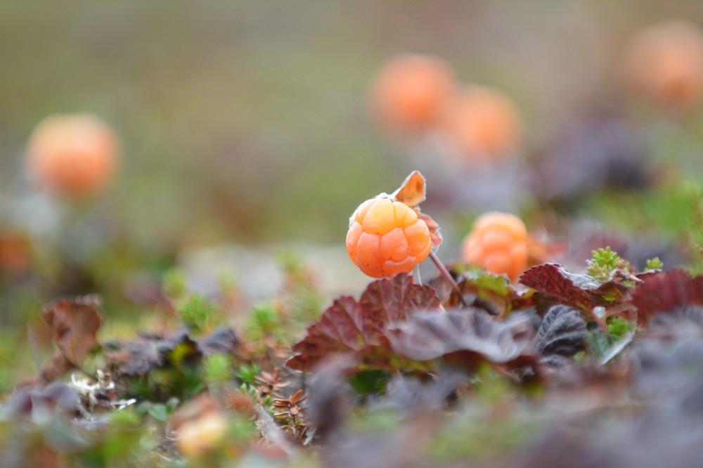 Cloudberry. Морошка в Арктике. Янтарная Морошка. Тундровая Морошка. Морошка в тундре.