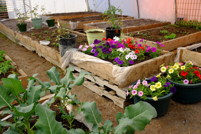 Flowers and kale growing in the small greenhouse in Tuktoyaktuk. (Mia Bennett)