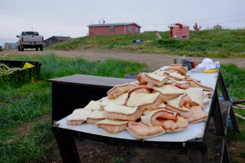 Muktuk – beluga whale skin and blubber – cut up before being boiled. (Mia Bennett)