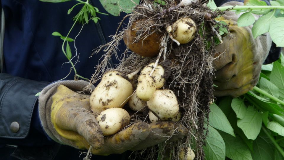 The organisation representing Finland's farmers, forest owners and rural entrepreneurs says about 70 percent of the country’s certified seed potatoes originate in Northern Ostrobothnia. Rainy weather is threatening this year's crop. (Tarja Nyyssönen/Yle News)