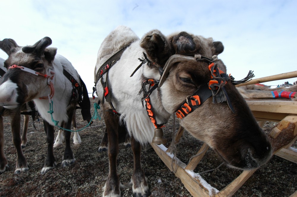 Reindeer on the Nenets tundra. Authorities say anthrax has killed 1,200 reindeer in this region of the Russian Arctic. (Thomas Nilsen/The Independent Barents Observer)