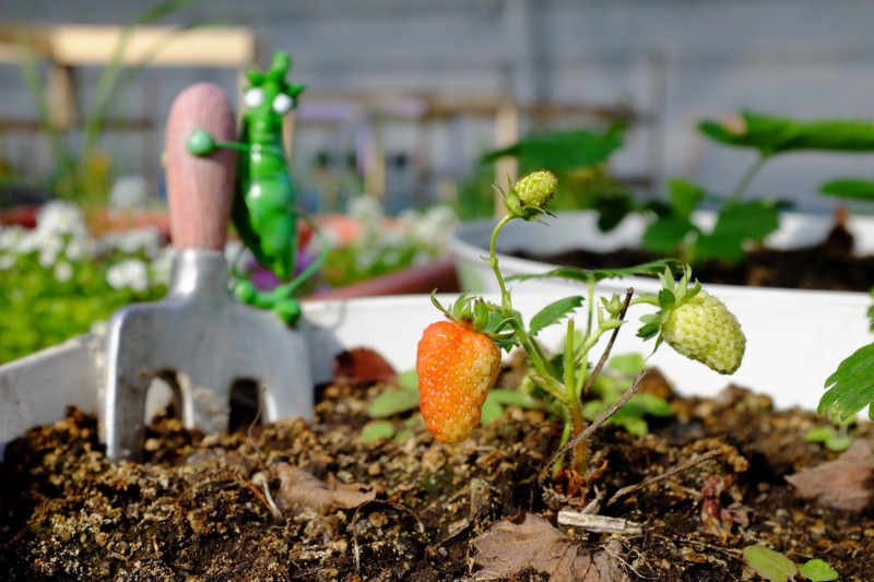 Strawberries grow in the Inuvik Greenhouse. (Mia Bennett)