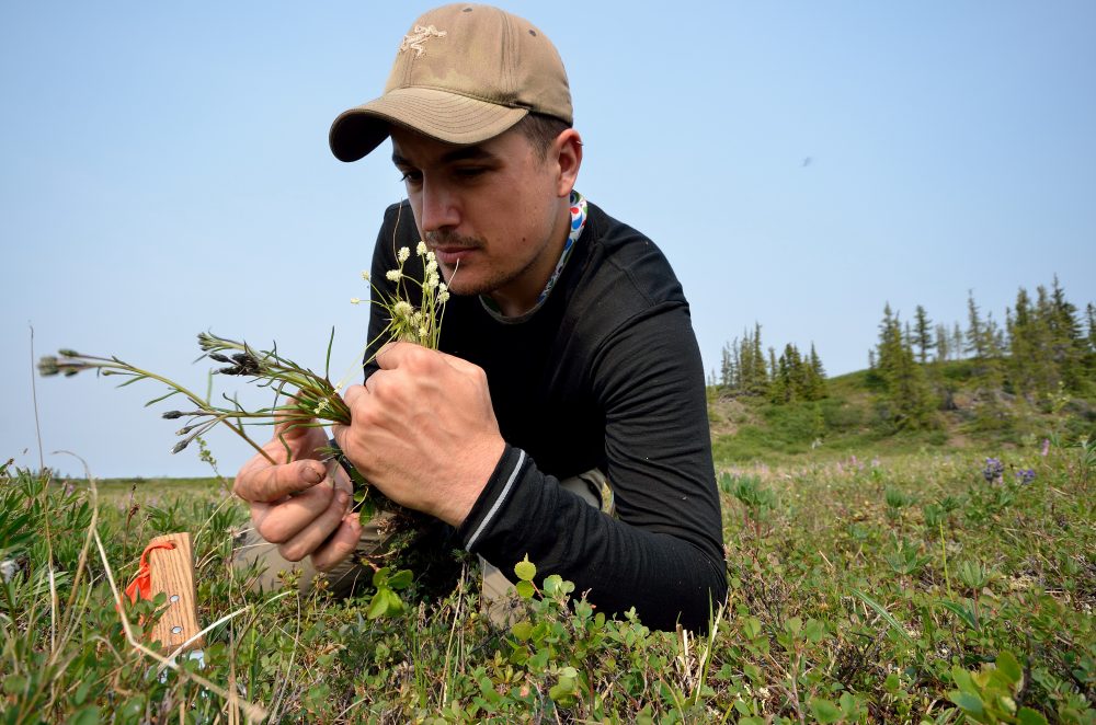 Botanist Paul Sokoloff collected plants in the Coppermine River region in the Northwest Territories in July 2014. (Canadian Museum of Nature).