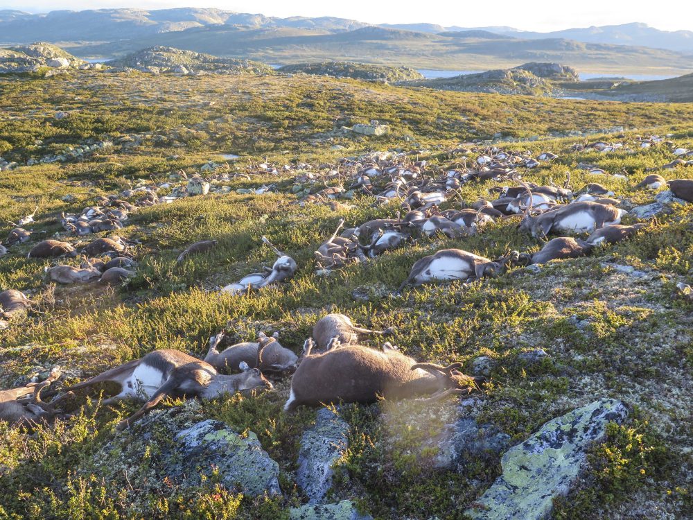 In this image made available by the Norwegian Environment Agency on Monday Aug. 29 2016, shows some of the more than 300 wild reindeer that were killed by lighting in Hardangervidda, central Norway on Friday Aug. 26, 2016 in what wildlife officials say was a highly unusual massacre by nature. (Havard Kjotvedt /Norwegian Environment Agency, NTB scanpix, via AP)