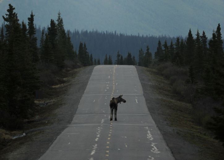 A moose walks down the Park Road in Denali National Park and Preserve on Thursday, May 19, 2016. (Bob Hallinen / Alaska Dispatch News)