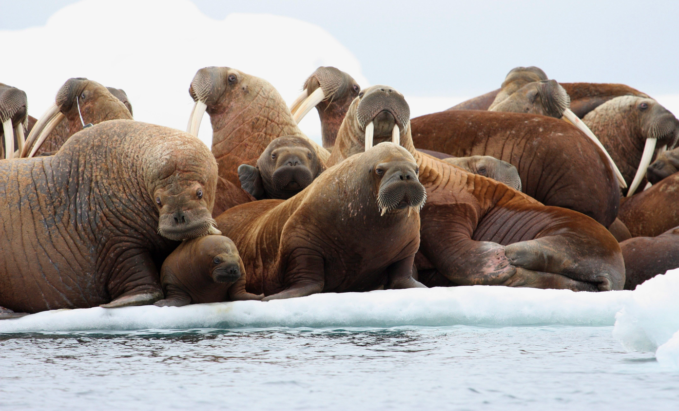 Adult female walruses rest on an ice flow with young walruses in the Eastern Chukchi Sea, Alaska on July 17, 2012. (S.A. Sonsthagen/U.S. Geological Survey via AP, File)