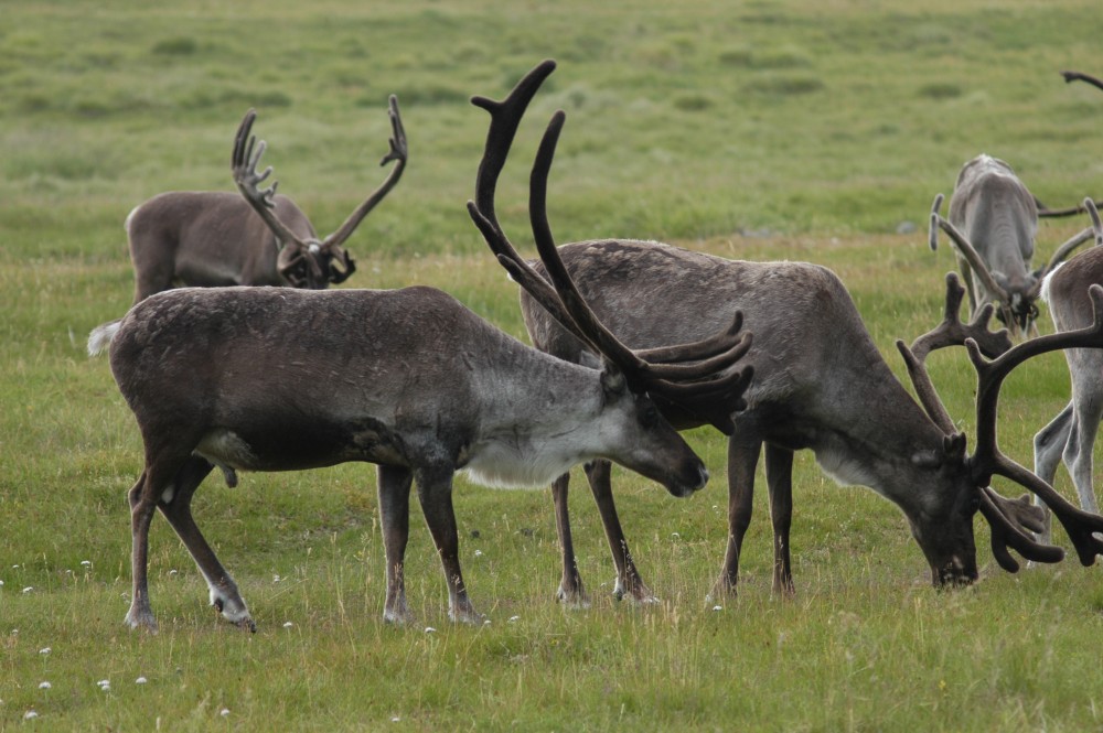 Reindeer. (Thomas Nilsen/The Independent Barents Observer)