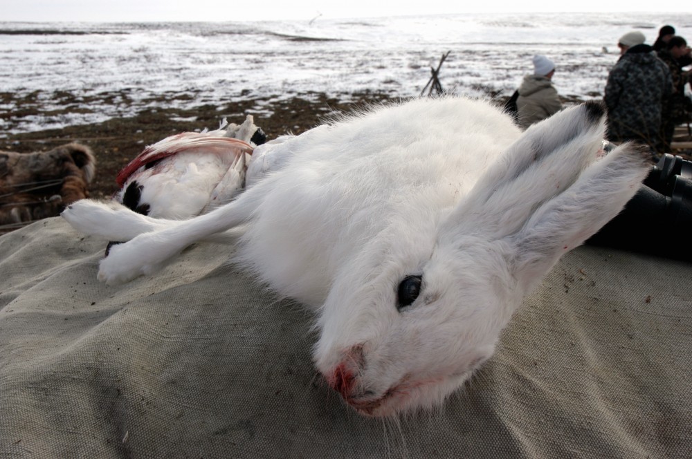 The Governor of Yamalo-Nenets Autonomous Okrug has put a ban on all hunting. (Thomas Nilsen/The Independent Barents Observer)