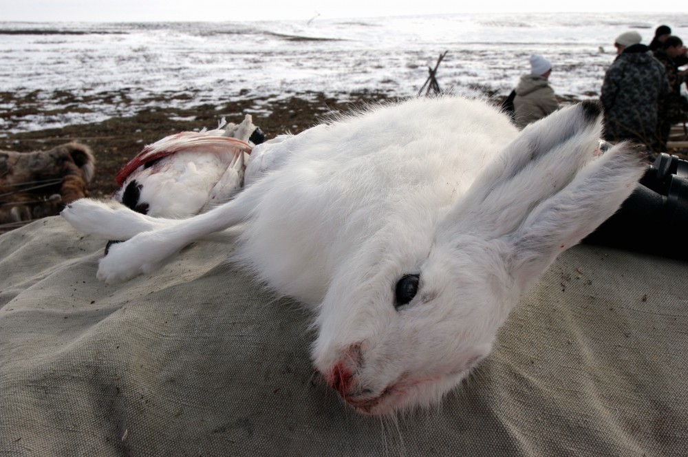 The Governor of Yamalo-Nenets Autonomous Okrug has put a ban on all hunting. (Thomas Nilsen/The Independent Barents Observer)