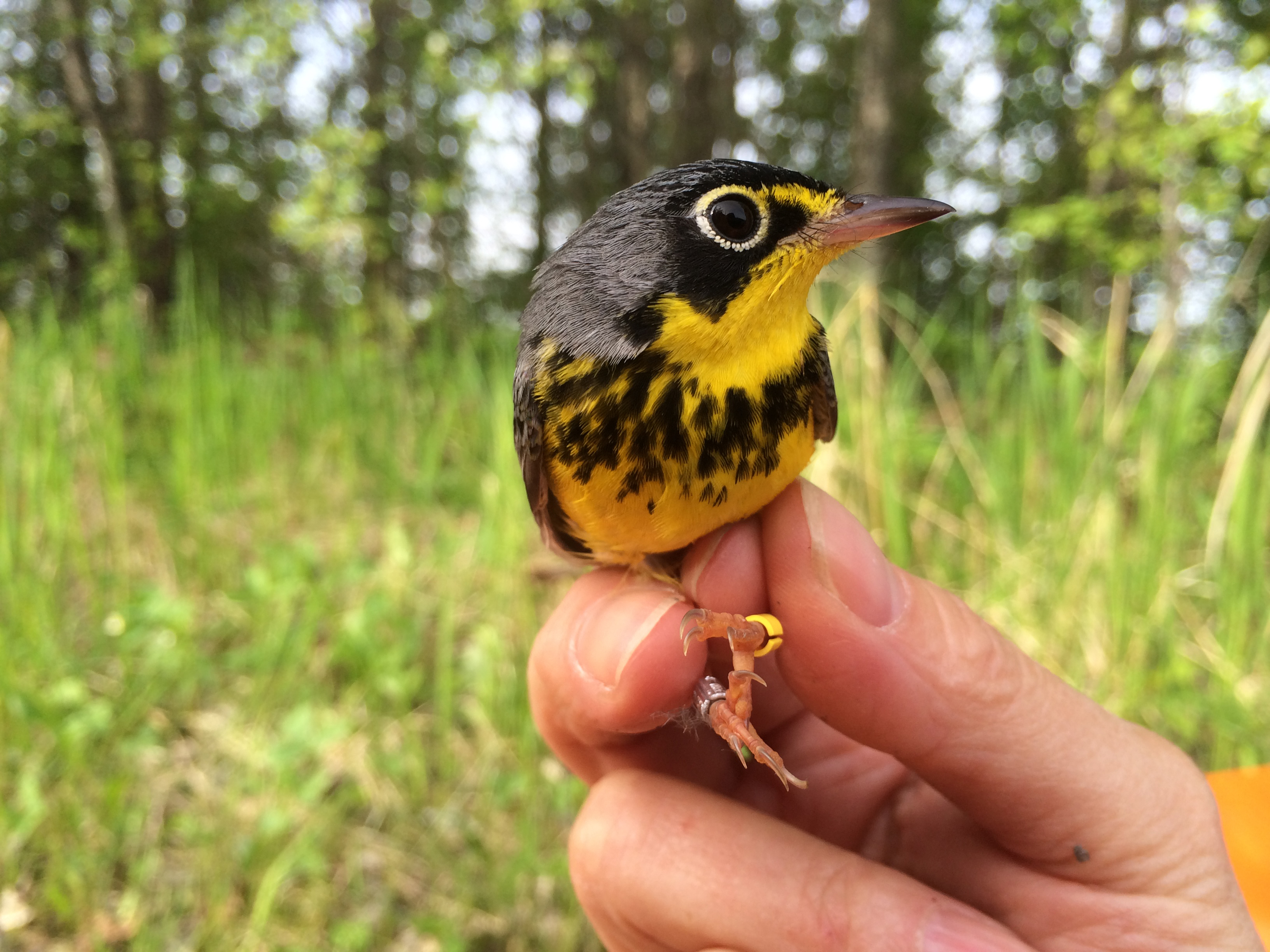 A researcher in Manitoba, Canada holds a Canada Warbler that has been fitted with a geolocator and leg bands. (Kevin Fraser/Courtesy Boreal Songbird Initiative)