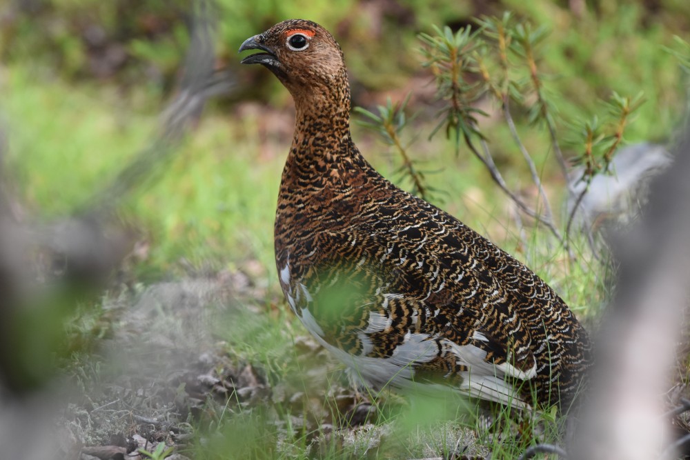 Grouse. (Thomas Nilsen/The Independent Barents Observer)