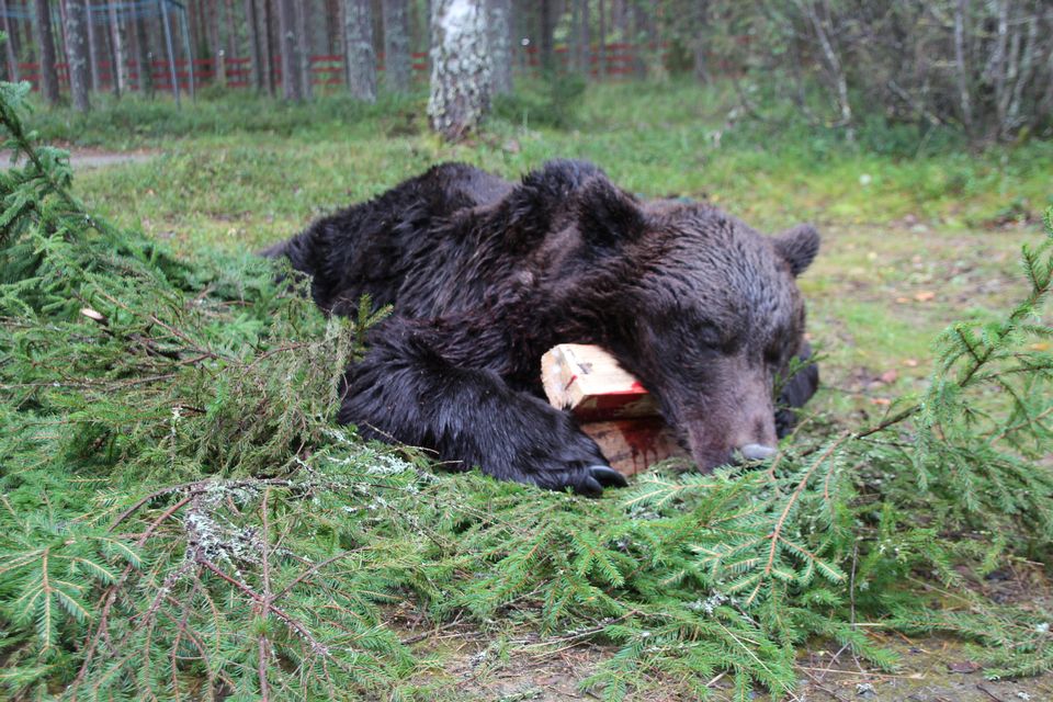 This year officials distributed a total of 47 licenses to hunt bears in the northern Karelia region. ( Anu Rummukainen / Yle)