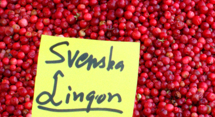 Too much rain in North Sweden while the lingonberries were in the flowering stage is likely the reason for this year's bad berry forecast. (iStock)