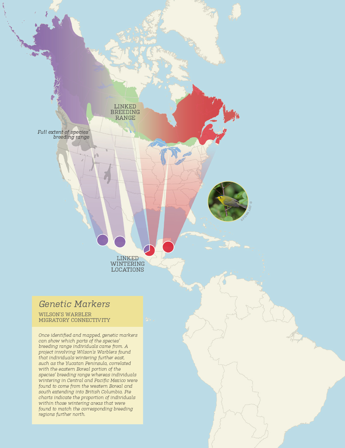 An illustration of wintering areas that were found to match corresponding breeding regions further north. (Boreal Songbird Initiative)