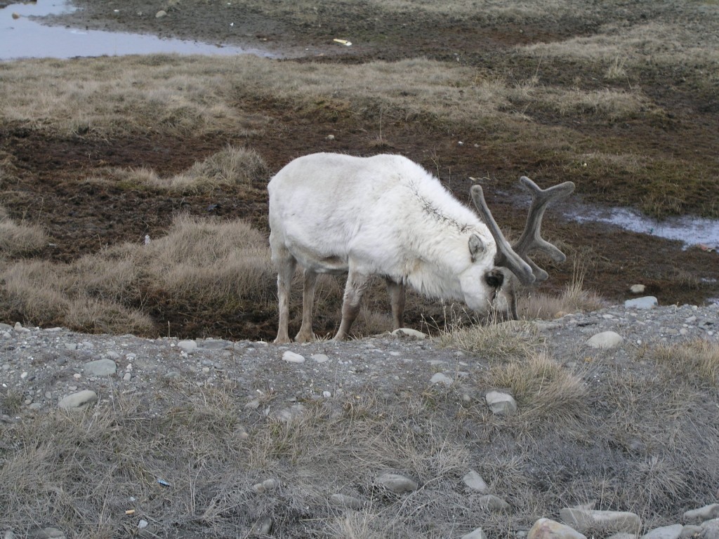 Not too bothered? Svalbard reindeer (Irene Quaile/DW)