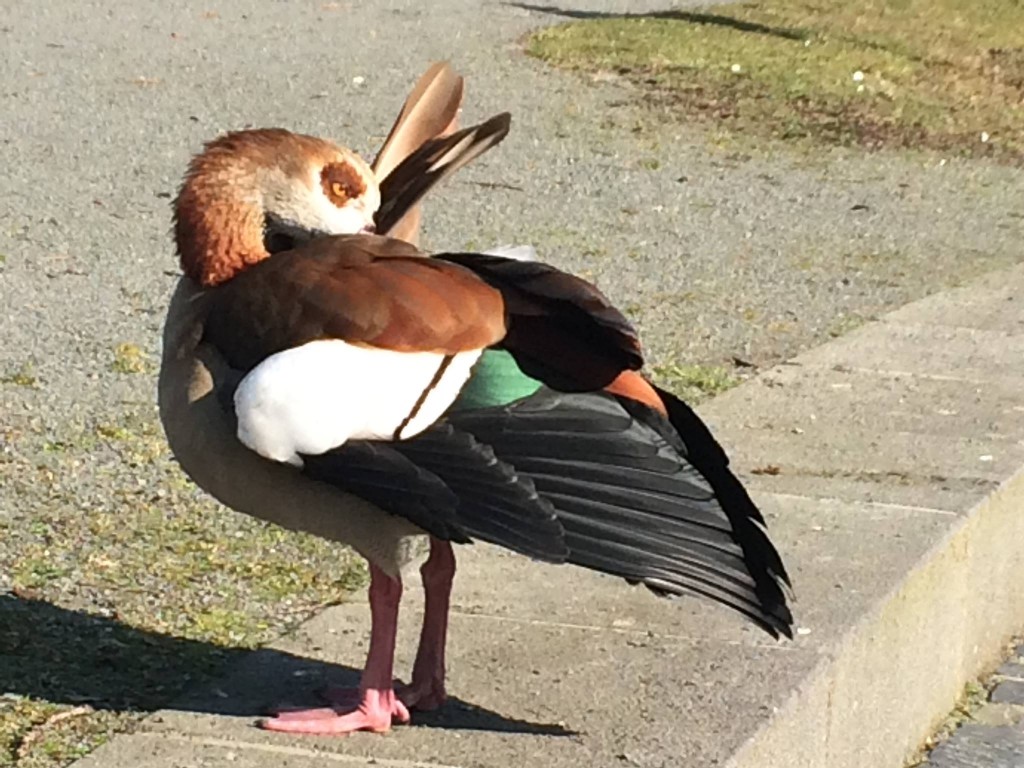 Don’t know what to make of this weather. (Irene Quaile/DW, Bonn)