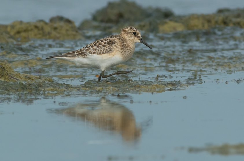 The Baird’s sandpiper is among the shorebirds expected to lose habitat to climate change in the future.(iStock)