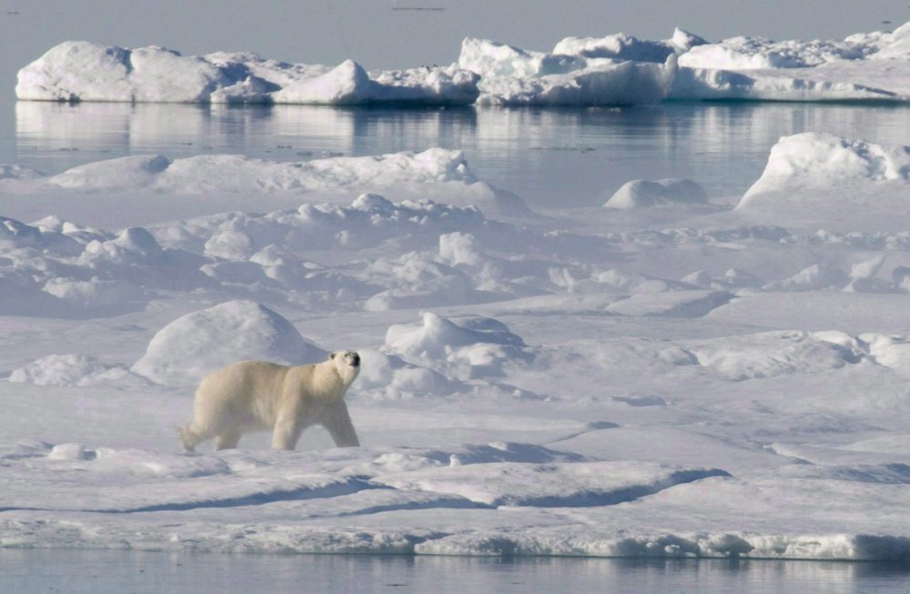 A polar bear stands on a ice flow in Baffin Bay above the arctic circle as seen from the Canadian Coast Guard icebreaker Louis S. St-Laurent on July 10, 2008. (Jonathan Hayward / The Canadian Press)