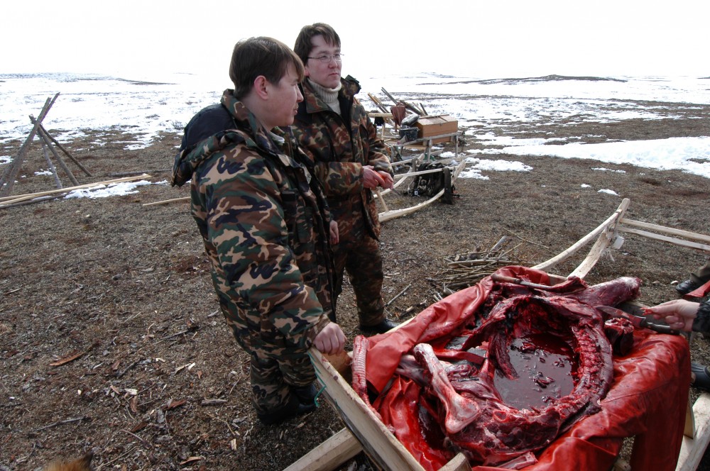 The indigenous peoples of the Russian north do not only eat the meat of the reindeer, but also use other parts of the animal in their traditional diet. (Thomas Nilsen / The Independent Barents Observer)