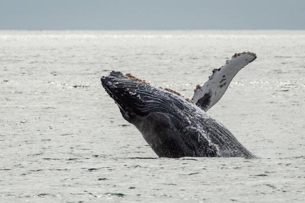 A humpback whale breaches in Resurrection Bay on Wednesday, August 20, 2014. (Loren Holmes / Alaska Dispatch News)