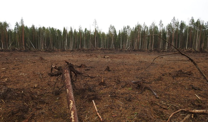 About one hectare of trees have been blown away at the site in the forest some 1.5 kilometres from the nearest village. (Photo courtesy of the Pinega municipality)